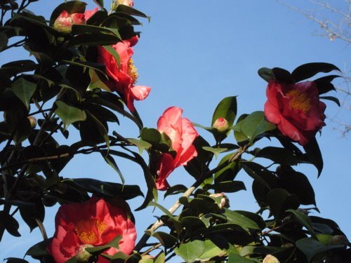 camelia_sky