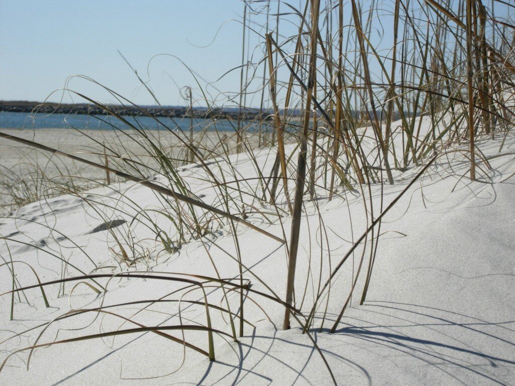 grass