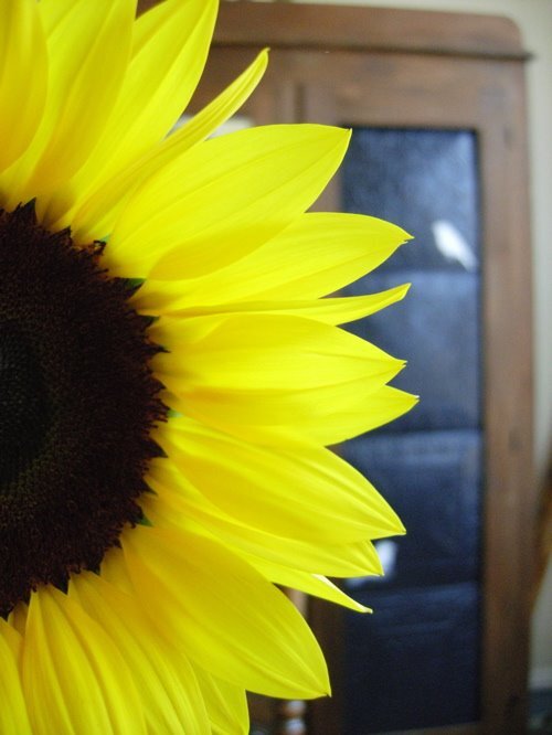 sunflower_big