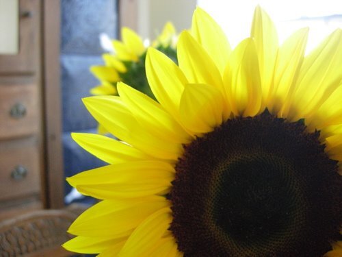 sunflower_big2