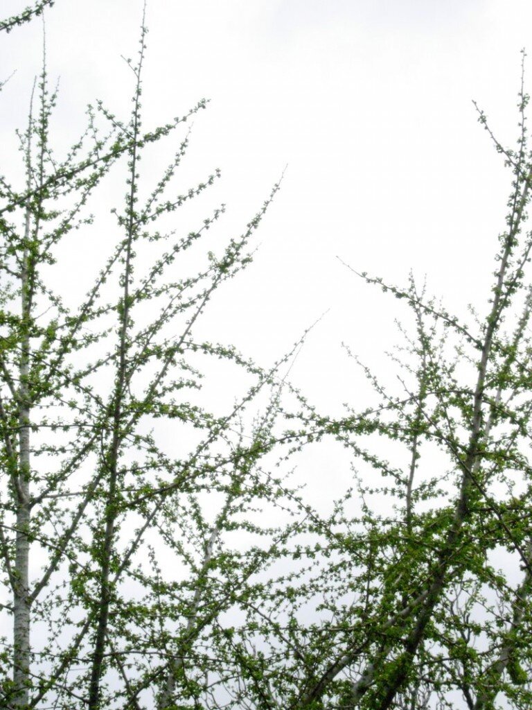 ginko