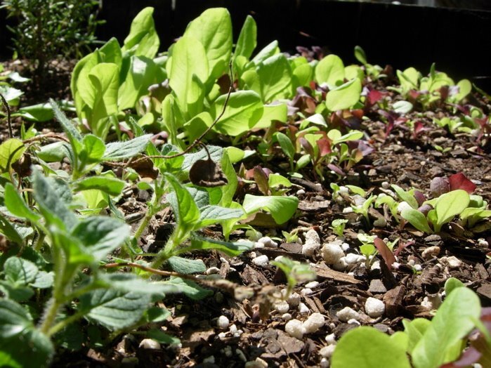 lettuces