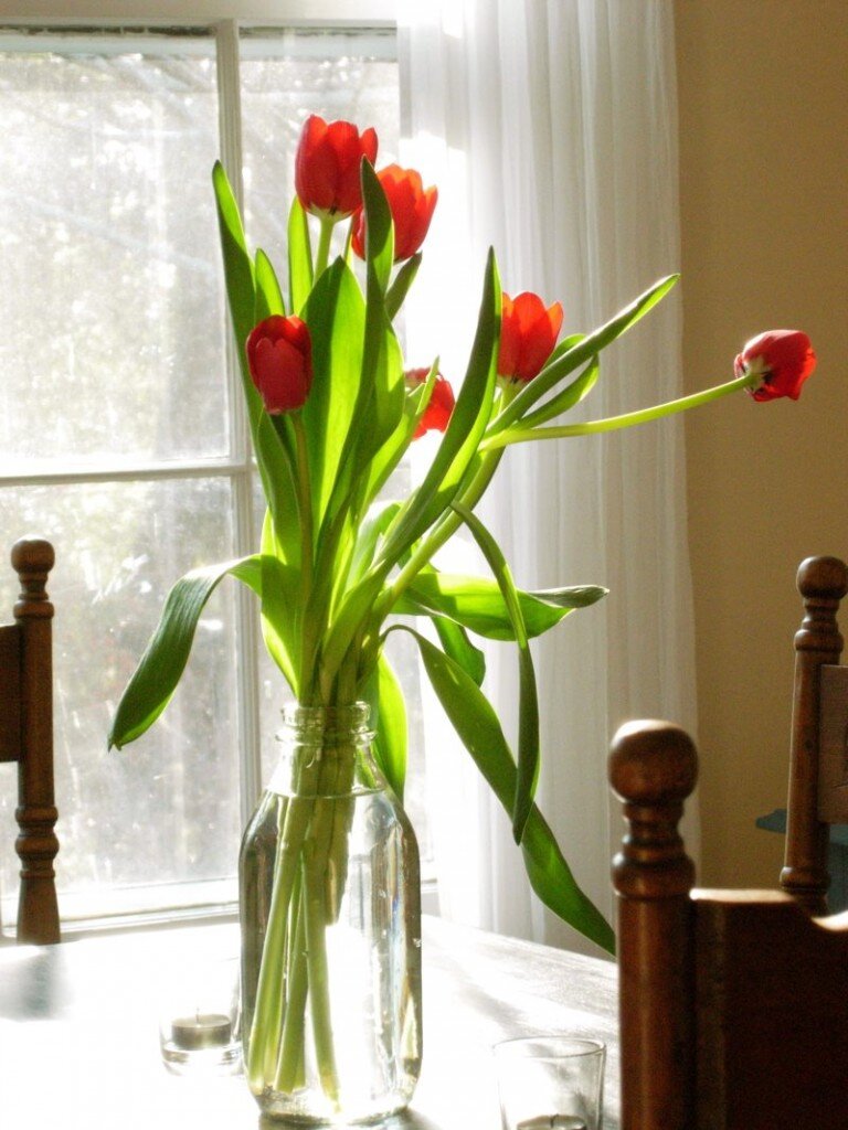 tulips