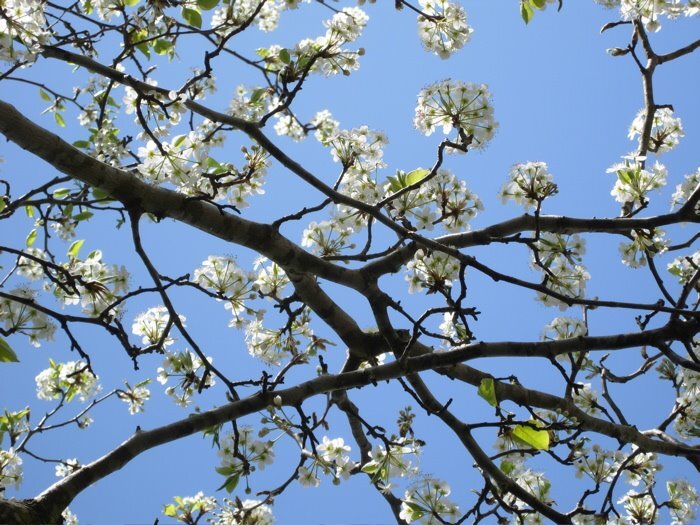 whiteflowers