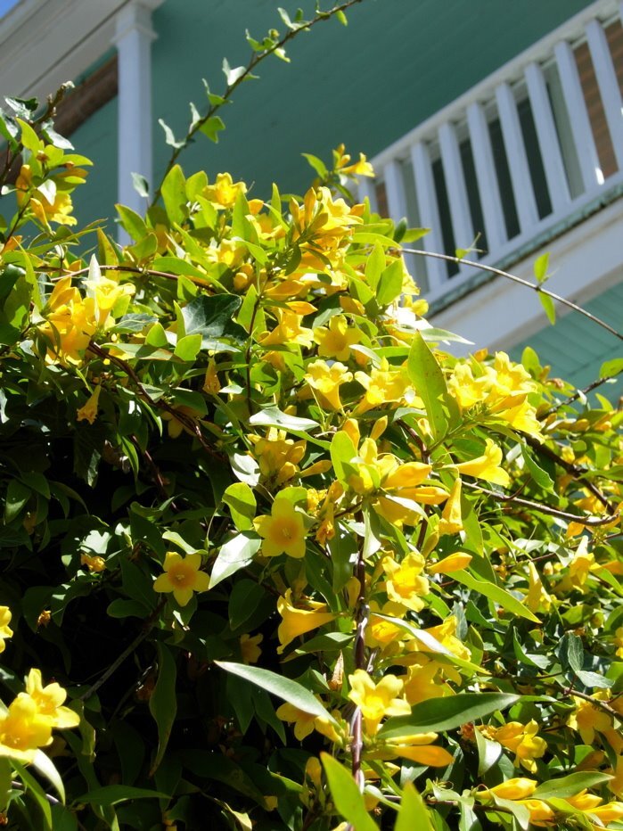 yellow-green