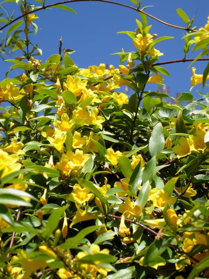yellowflowers