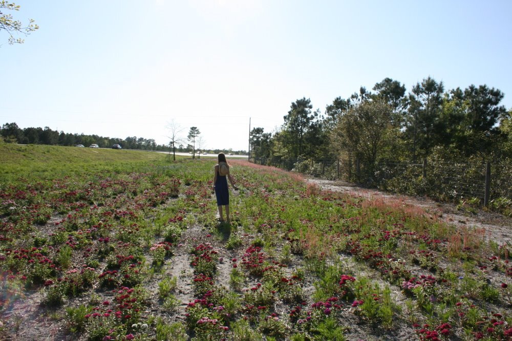 wildflowers_6