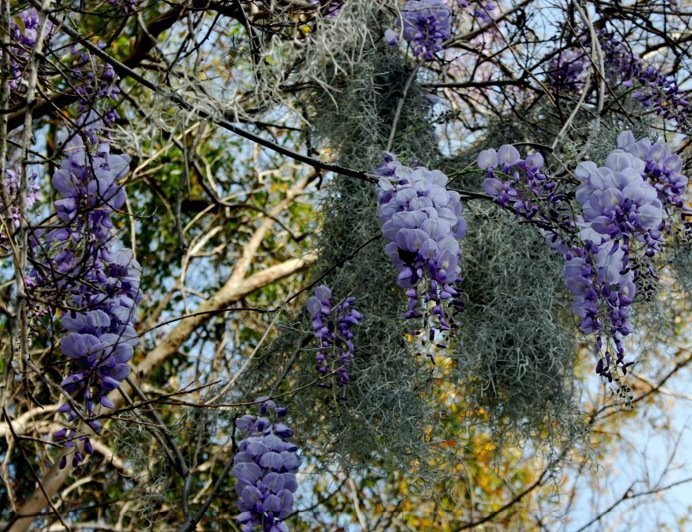 wisteria
