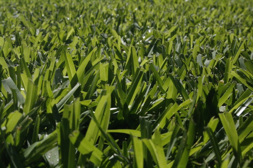 grass