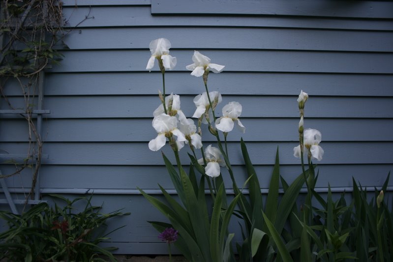 irises