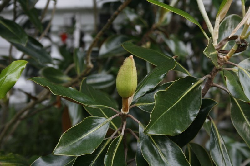 magnolia