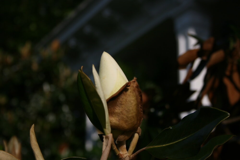 magnolia_1