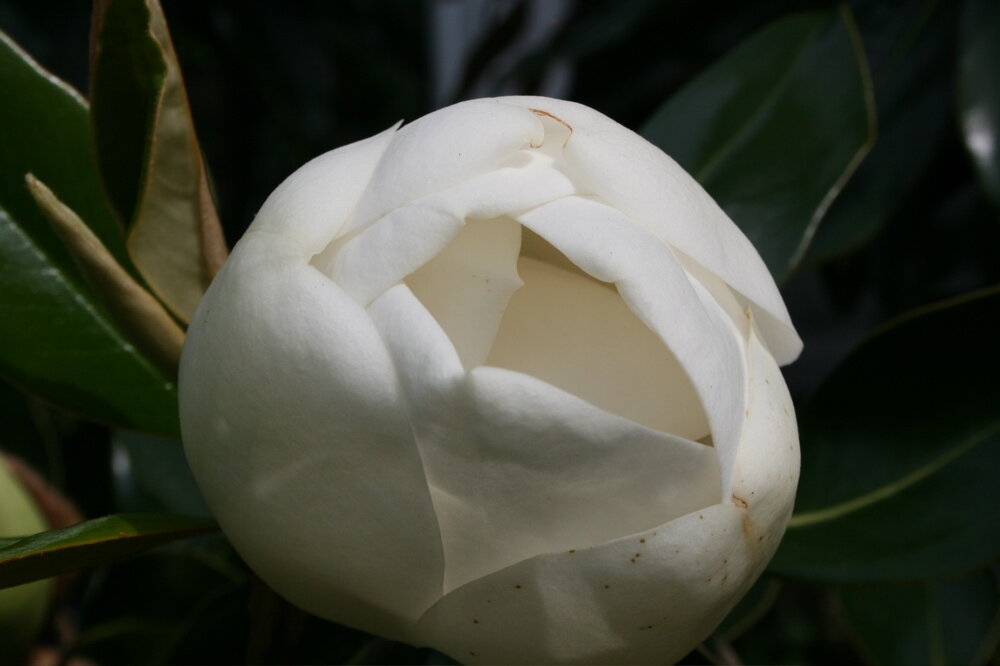 magnolia_2