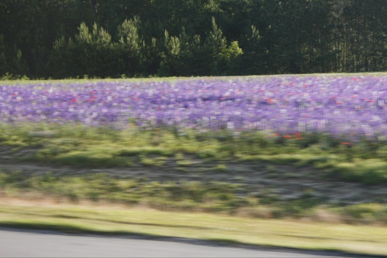 roadsideflwrs