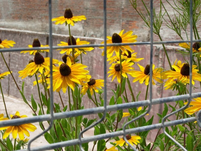 black-eyeds