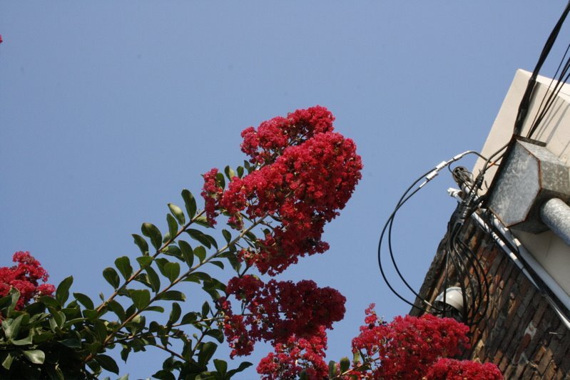 crepemyrtle