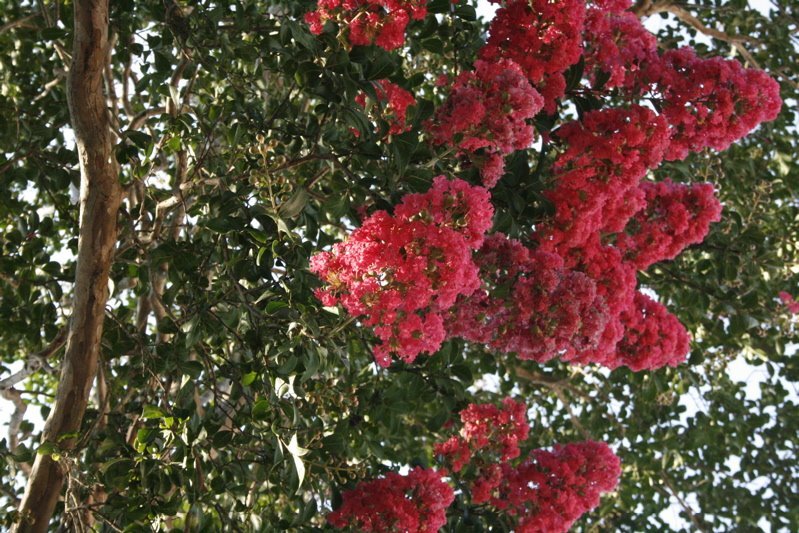 crepemyrtle2