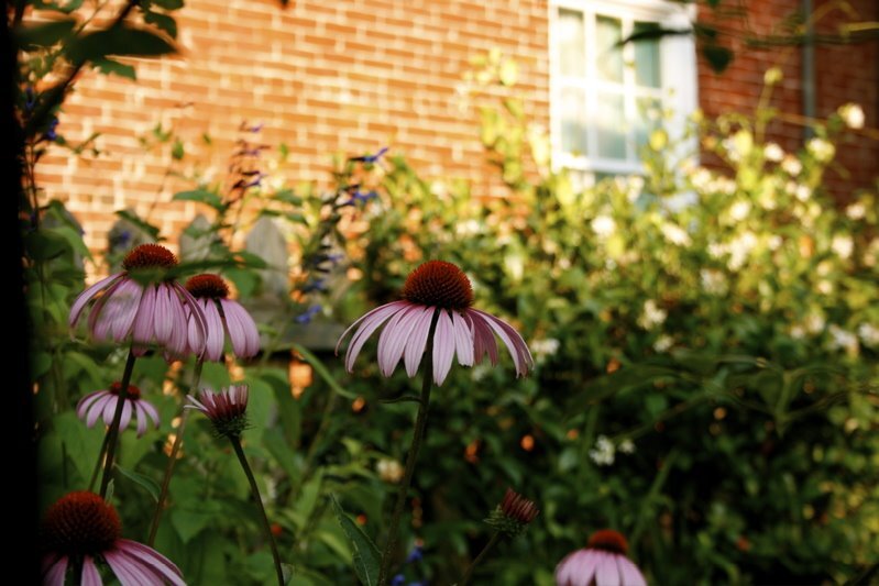 echinacea_2