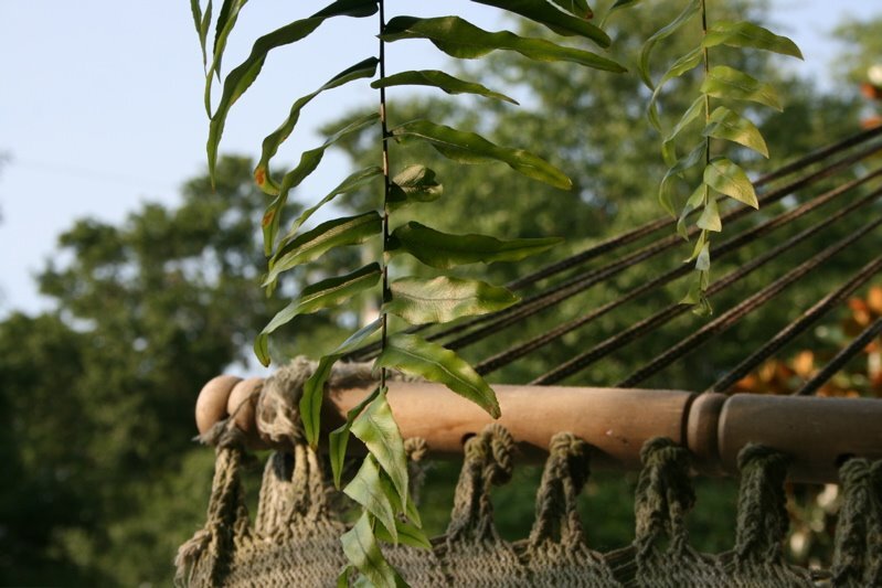 hammockferns