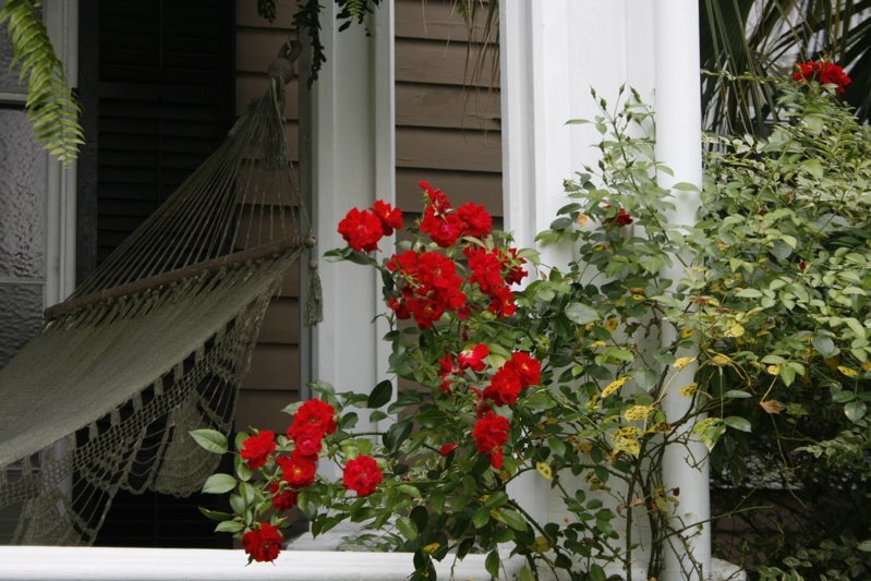roses