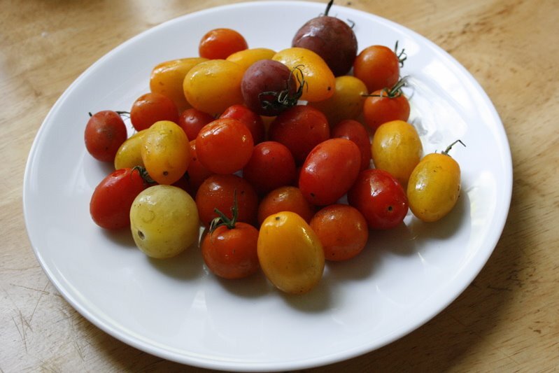 tomatoes