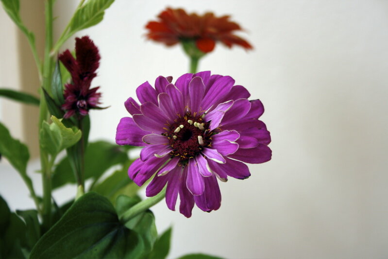 zinnia