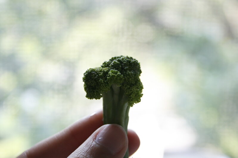 broccoli