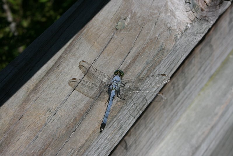 dragonfly