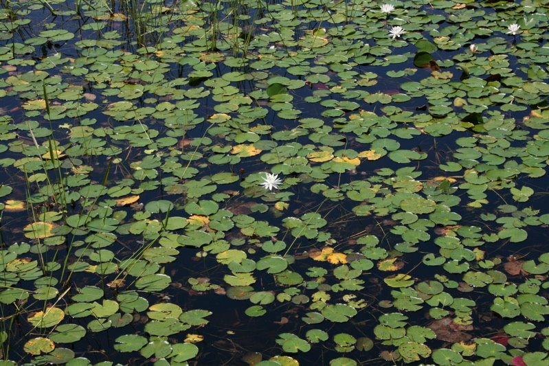 lillipads