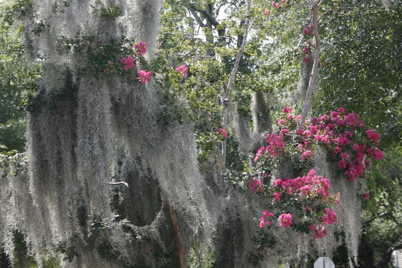 moss1