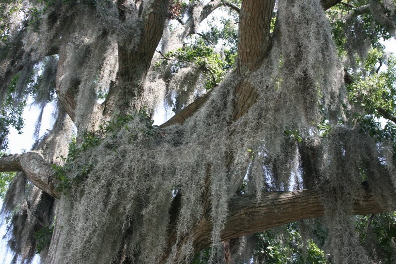 moss2