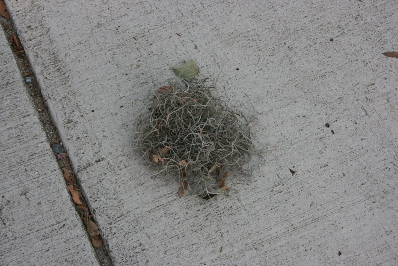 moss3