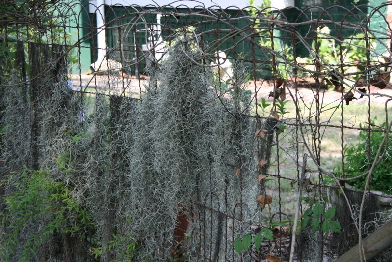 moss5