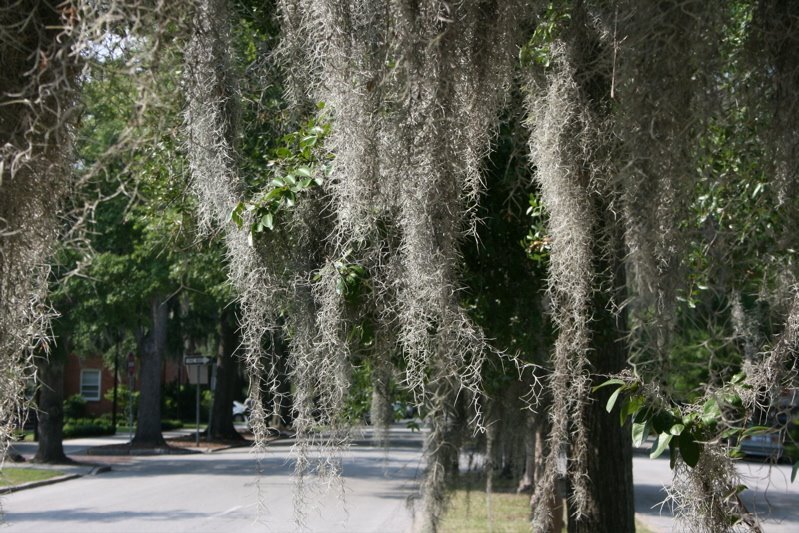 moss6