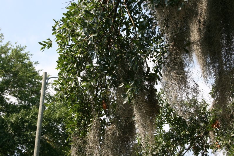 moss9