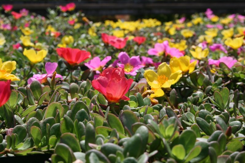 nursery
