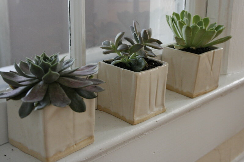 succlents2
