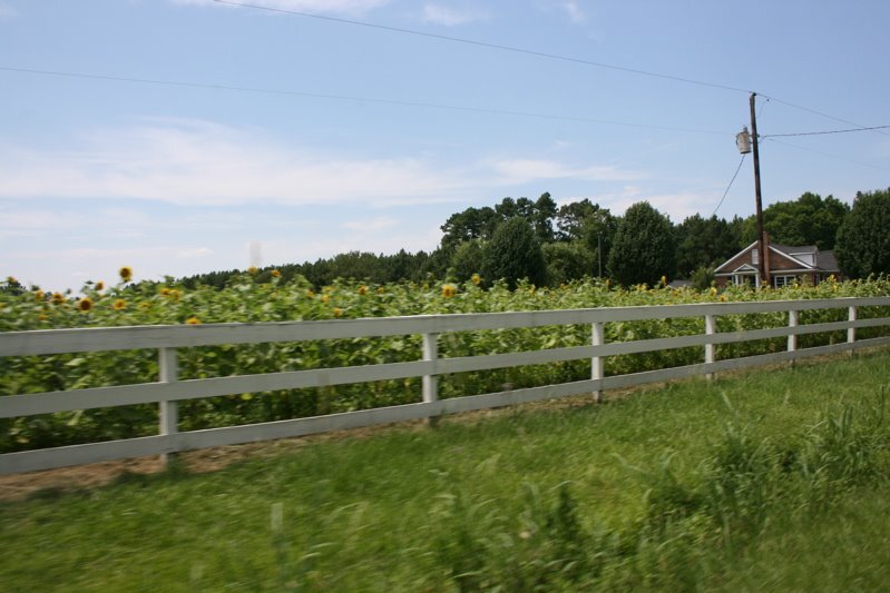 sunflowerfield