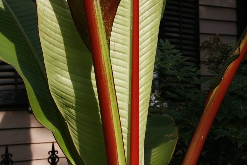 banana