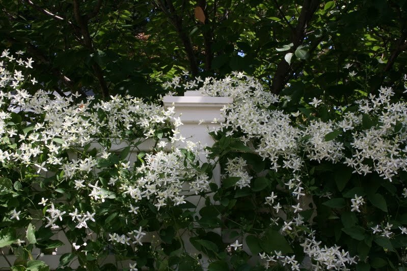 whitefleurs