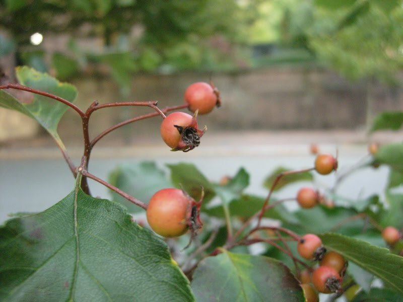 berries