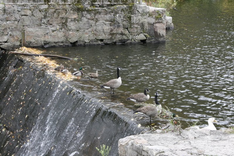 ducks