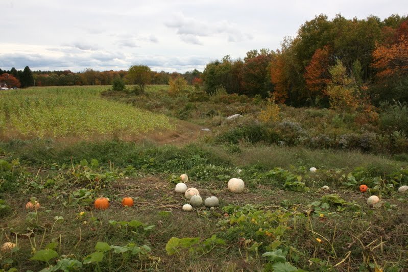 field
