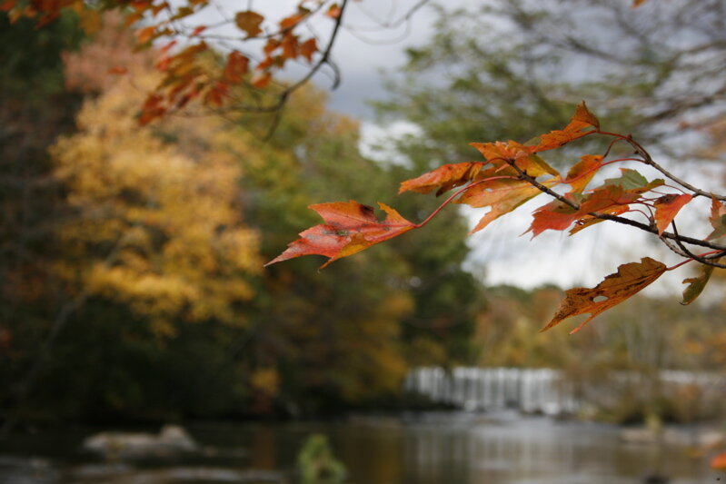 leaf (1)