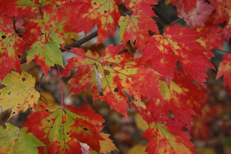 redleaf