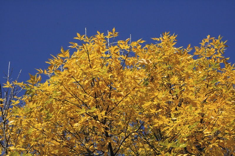 yellow2