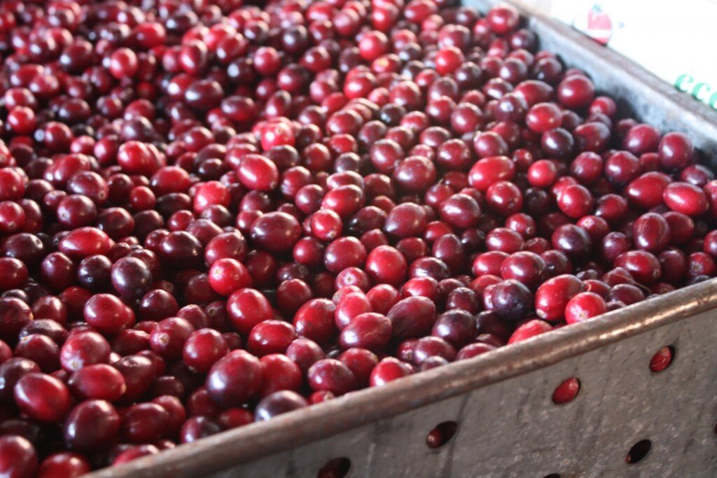 Berries