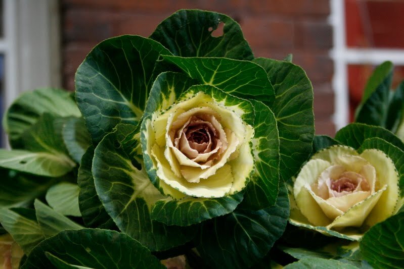 cabbage rose