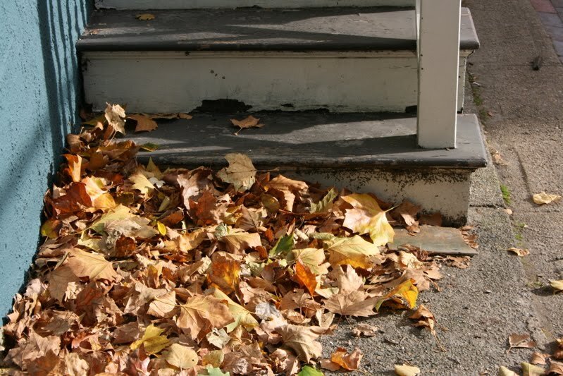 leaves