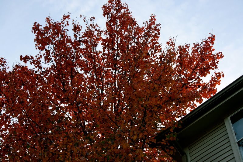 tree (1)